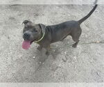 Small #2 American Pit Bull Terrier Mix