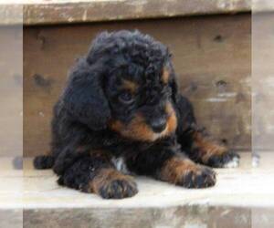 Bernedoodle-Poodle (Miniature) Mix Puppy for sale in STANLEY, WI, USA