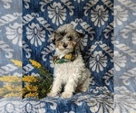 Small Photo #1 Poodle (Miniature) Puppy For Sale in RISING SUN, MD, USA