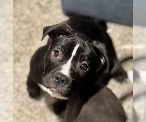 Medium Photo #7 Mutt Puppy For Sale in Princeton, MN, USA