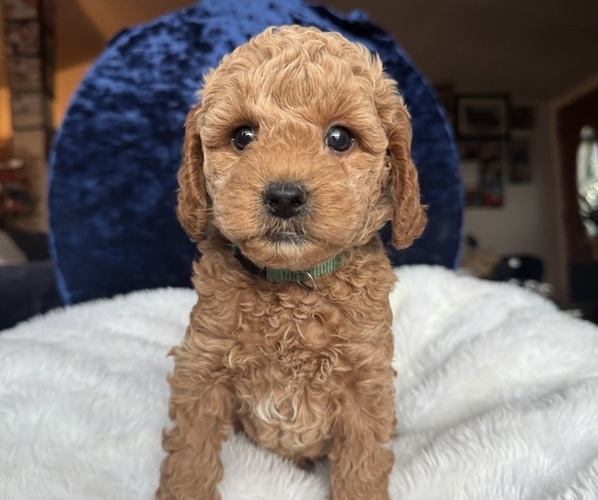 Medium Photo #1 Goldendoodle (Miniature) Puppy For Sale in SAN FERNANDO, CA, USA