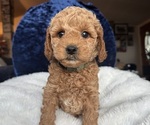 Small Goldendoodle (Miniature)