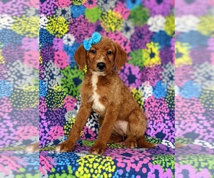 Miniature Labradoodle Puppy for sale in QUARRYVILLE, PA, USA