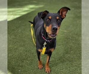 Doberman Pinscher-Unknown Mix Dogs for adoption in Las Vegas, NV, USA
