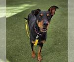 Small Doberman Pinscher Mix