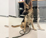 Small #1 German Shepherd Dog Mix