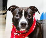 Small #1 American Pit Bull Terrier