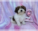 Small #4 Shih-Poo