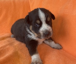 Texas Heeler Puppy for sale in GRAND HAVEN, MI, USA