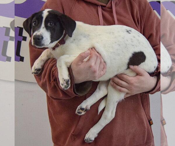 Medium Photo #2 Labrador Retriever Puppy For Sale in Huntley, IL, USA