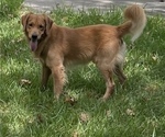 Small Photo #1 Golden Retriever Puppy For Sale in HOUSTON, TX, USA