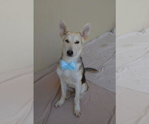 German Shepherd Dog-Unknown Mix Dogs for adoption in McKinney, TX, USA