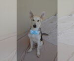 Small German Shepherd Dog Mix