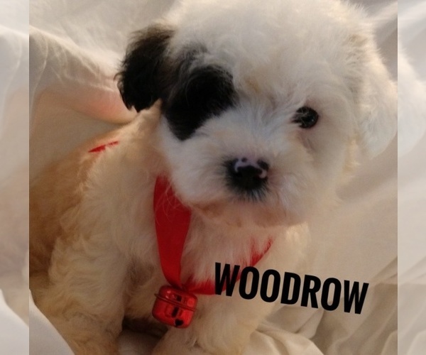 Medium Photo #1 ShihPoo Puppy For Sale in ADKINS, TX, USA