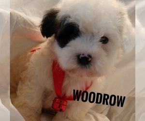 ShihPoo Puppy for sale in ADKINS, TX, USA