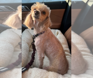 Mutt Dogs for adoption in Cuba, NY, USA