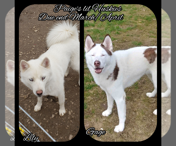 Medium Photo #2 Siberian Husky Puppy For Sale in BLOOMFIELD, IN, USA