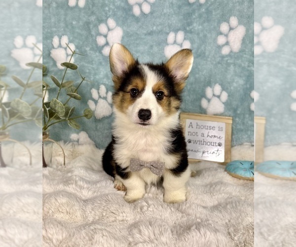 Medium Photo #3 Pembroke Welsh Corgi Puppy For Sale in NOBLESVILLE, IN, USA