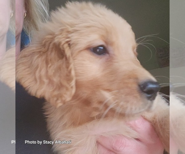 Medium Photo #6 Golden Retriever Puppy For Sale in BATH, NY, USA