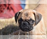 Small #1 Pug