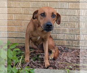 Mutt Dogs for adoption in Vail, AZ, USA