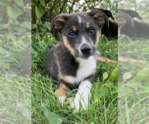 Australian Cattle Dog-Border Collie Mix Puppy for sale in HILLSBORO, WI, USA