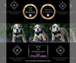 Small #4 English Bulldog