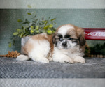 Small Photo #6 Shih Tzu Puppy For Sale in CLARE, MI, USA