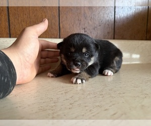 Shiba Inu Puppy for sale in INDIANAPOLIS, IN, USA