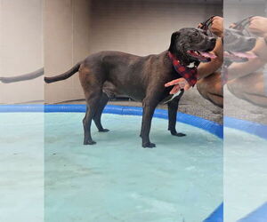 Mutt Dogs for adoption in Westwood, NJ, USA