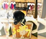 Small Photo #4 Labrador Retriever Puppy For Sale in LINDEN, MI, USA