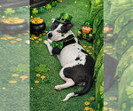 Small #12 American Pit Bull Terrier Mix
