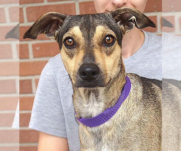 Medium Photo #1 Mutt Puppy For Sale in Carrollton, TX, USA