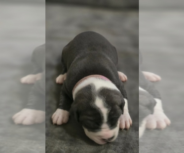 Medium Photo #15 American Bully Puppy For Sale in KISSIMMEE, FL, USA