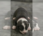 Small Photo #15 American Bully Puppy For Sale in KISSIMMEE, FL, USA