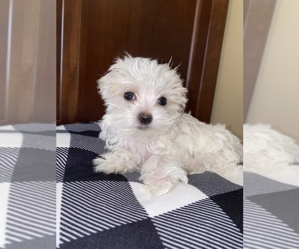 Medium Photo #1 Maltese Puppy For Sale in JOLIET, IL, USA