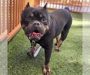 Bulldog-Unknown Mix Dogs for adoption in Las Vegas, NV, USA