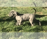 Small Photo #16 Neapolitan Mastiff Puppy For Sale in BRISTOW, VA, USA