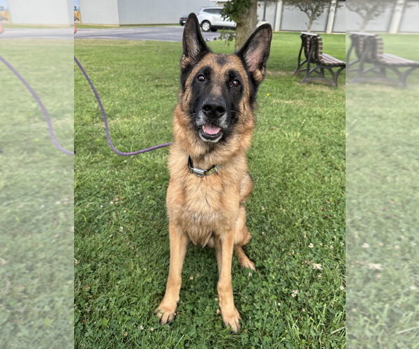 Medium Photo #4 German Shepherd Dog Puppy For Sale in Evansville, IN, USA