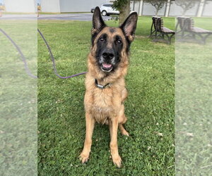 Legion - Male German Shepherd Dog Dog for Adoption - Photo #4