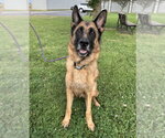 Small #3 German Shepherd Dog