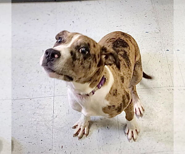 Medium Photo #18 American Bandogge mastiff Puppy For Sale in Spotsylvania, VA, USA