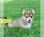 Small #3 Pembroke Welsh Corgi