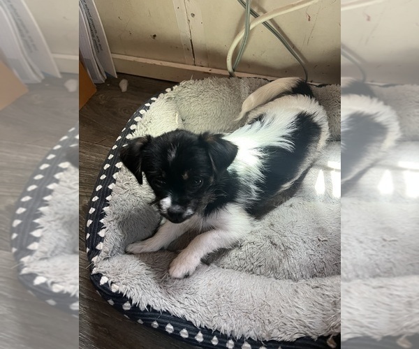 Medium Photo #9 Shorkie Tzu Puppy For Sale in LEBANON, OR, USA