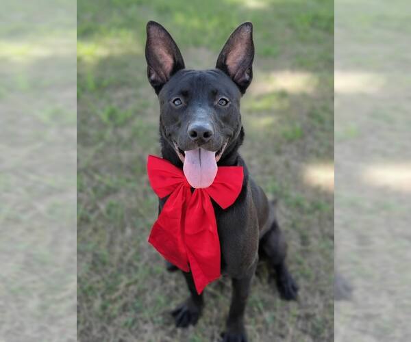 Medium Photo #2 Australian Kelpie-Unknown Mix Puppy For Sale in Conroe, TX, USA