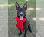 Small Photo #2 Australian Kelpie-Unknown Mix Puppy For Sale in Conroe, TX, USA