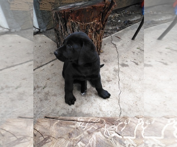 Medium Photo #3 Labrador Retriever Puppy For Sale in JURUPA VALLEY, CA, USA