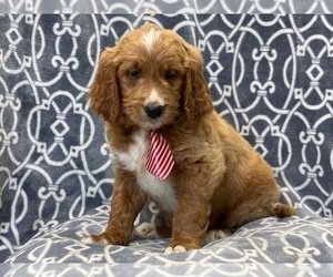 Goldendoodle (Miniature) Puppy for sale in LAKELAND, FL, USA