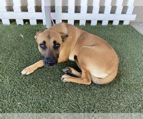 Medium Photo #1 Mutt Puppy For Sale in Modesto, CA, USA