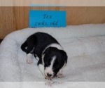 Small Photo #1 Border Collie Puppy For Sale in ANDERSON, SC, USA